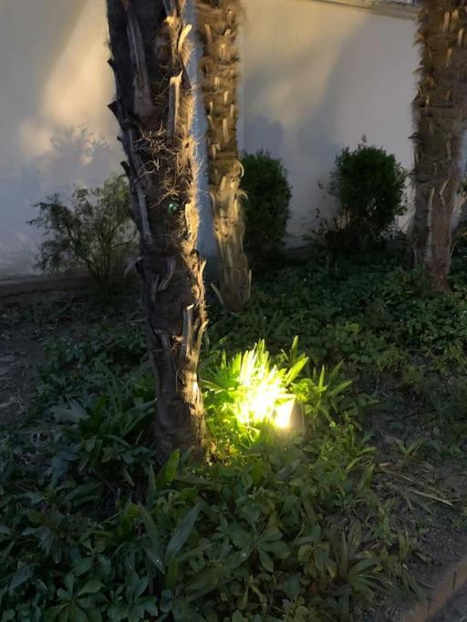 At Home 128 : Little Garden In The City Torino Esterno foto